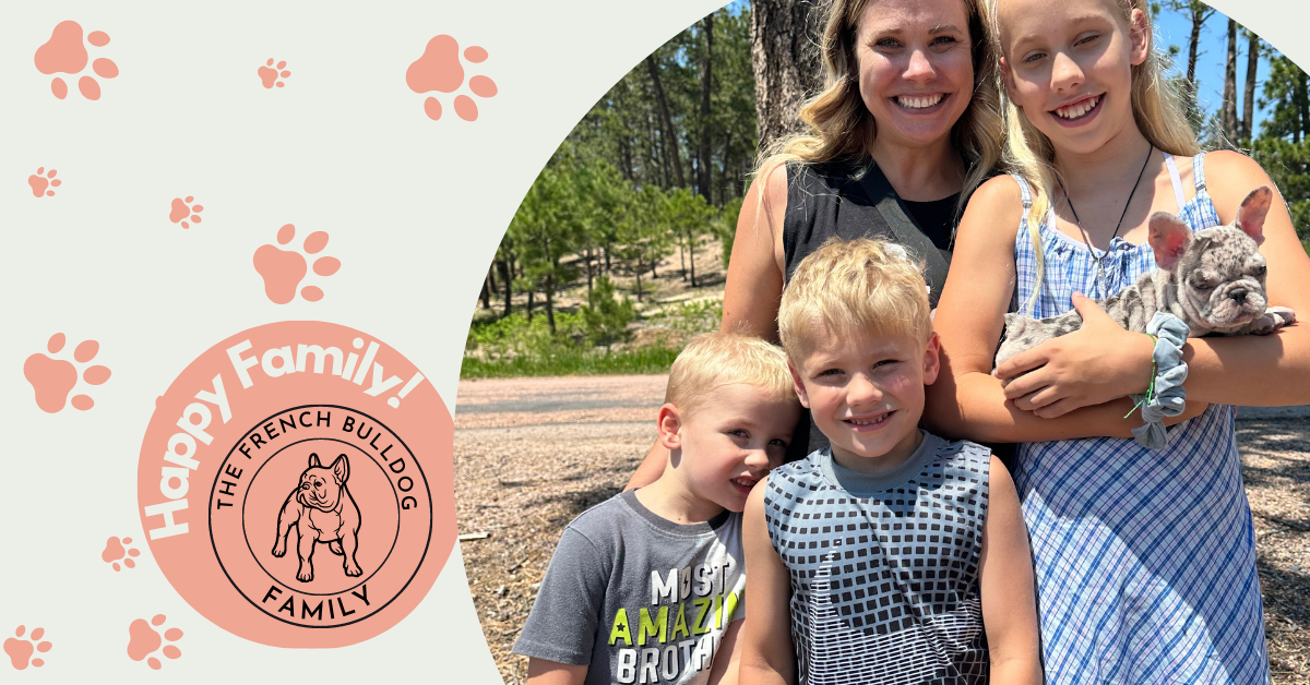 Kimchi | Blue Merle French Bulldog Female | Adopted