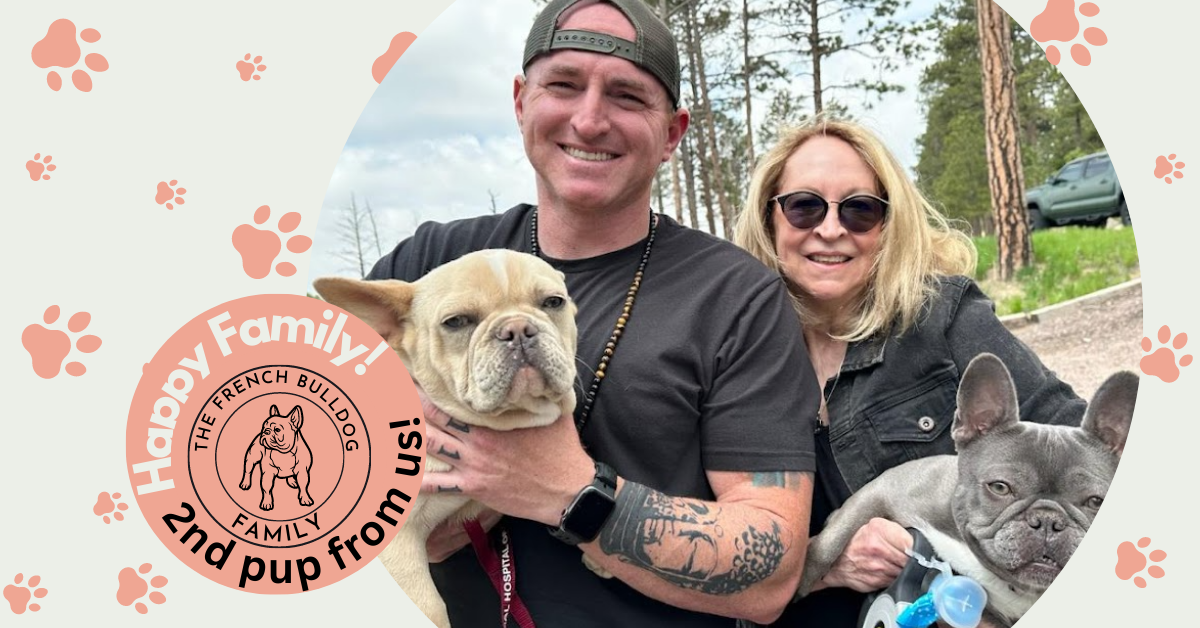 Powell Platinum French Bulldog Male | Ready Now