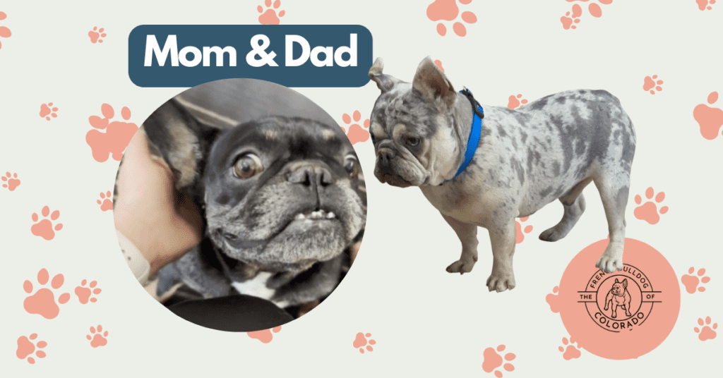 Hugo Blue Merle French Bulldog Male | Born April 27th, 2023