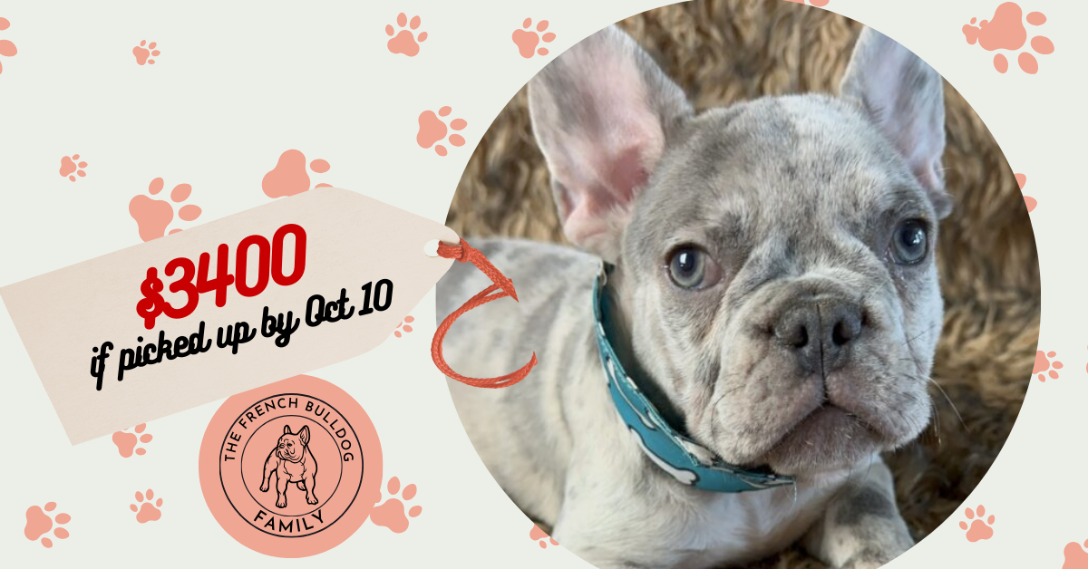 Mario | Lilac Merle French Bulldog Male | Available Now