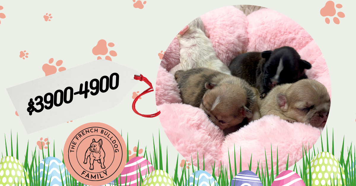 Fawn, Brindle, & Merle French Bulldog Litter| Born March 26, 2023
