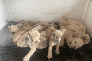 Frenchie Friday Apr 14, 2023