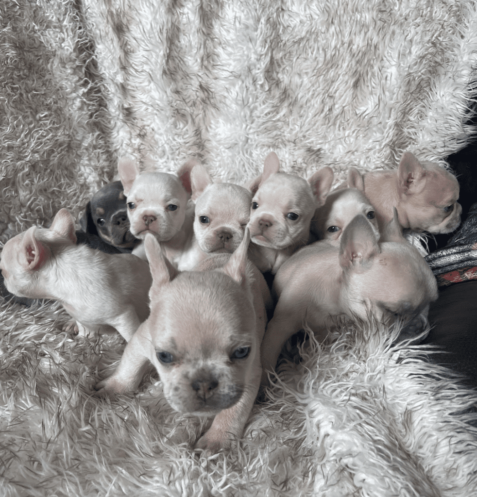 Frenchie Friday Apr 14, 2023