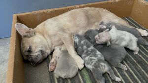 Frenchie Friday Apr 28, 2023