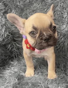 Frenchie Friday Apr 7, 2023
