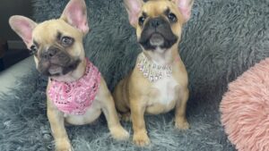 Frenchie Friday Apr 14, 2023