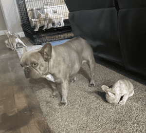Frenchie Friday Apr 28, 2023