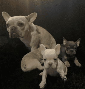 Frenchie Friday Apr 21, 2023