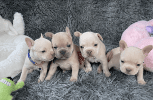 Frenchie Friday Apr 7, 2023