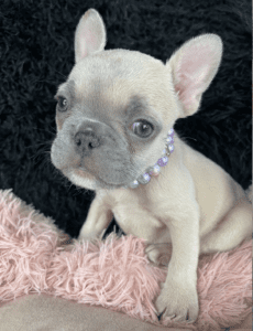 Frenchie Friday Apr 28, 2023