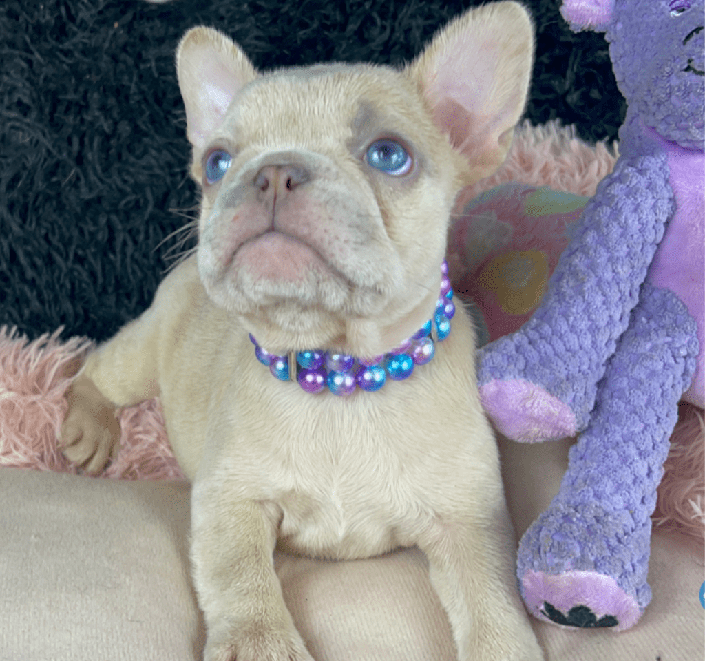 Savannah Lilac Fawn Merle French Bulldog Female | Born March 2nd 2023
