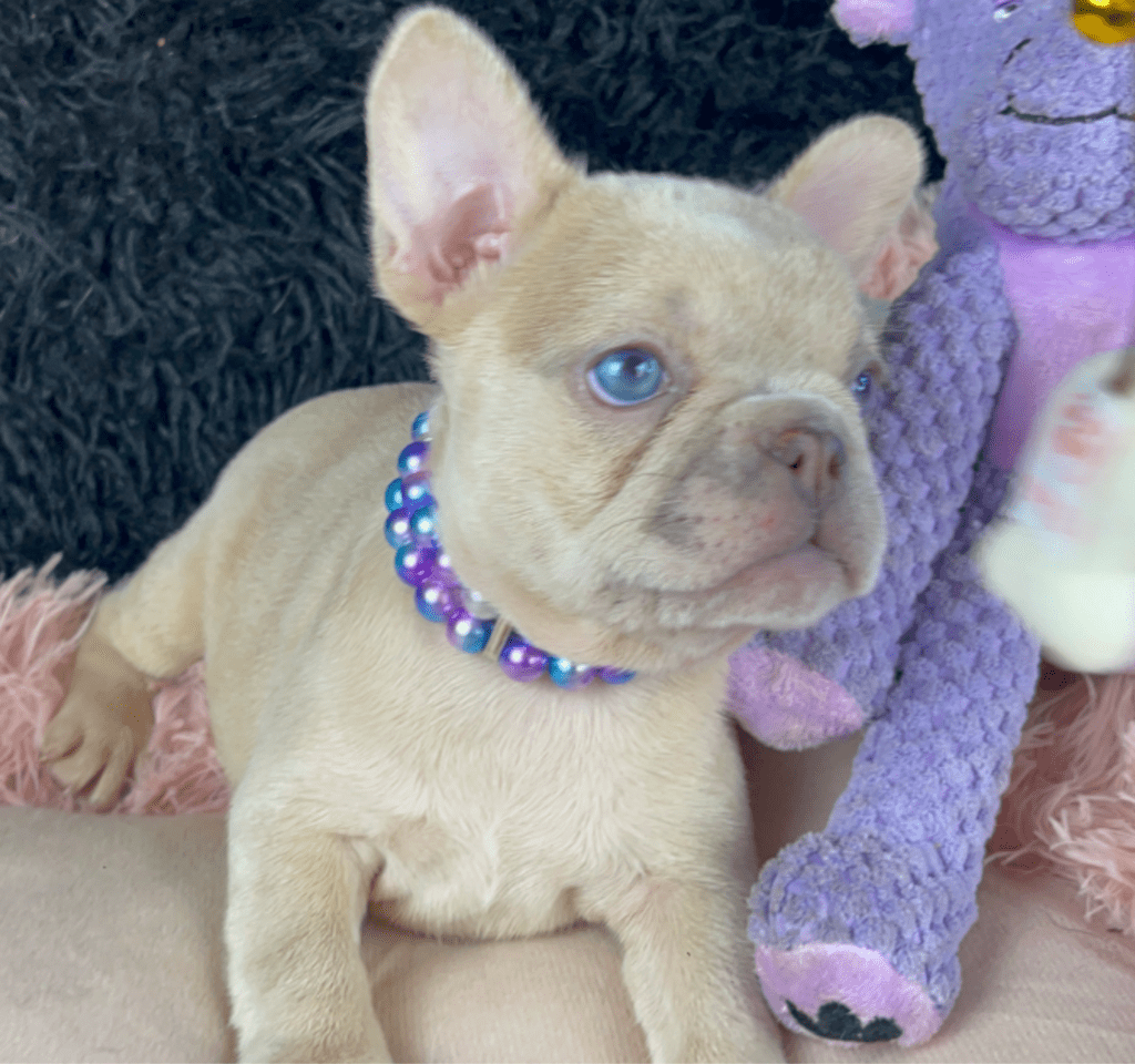 Savannah Lilac Fawn Merle French Bulldog Female | Born March 2nd 2023