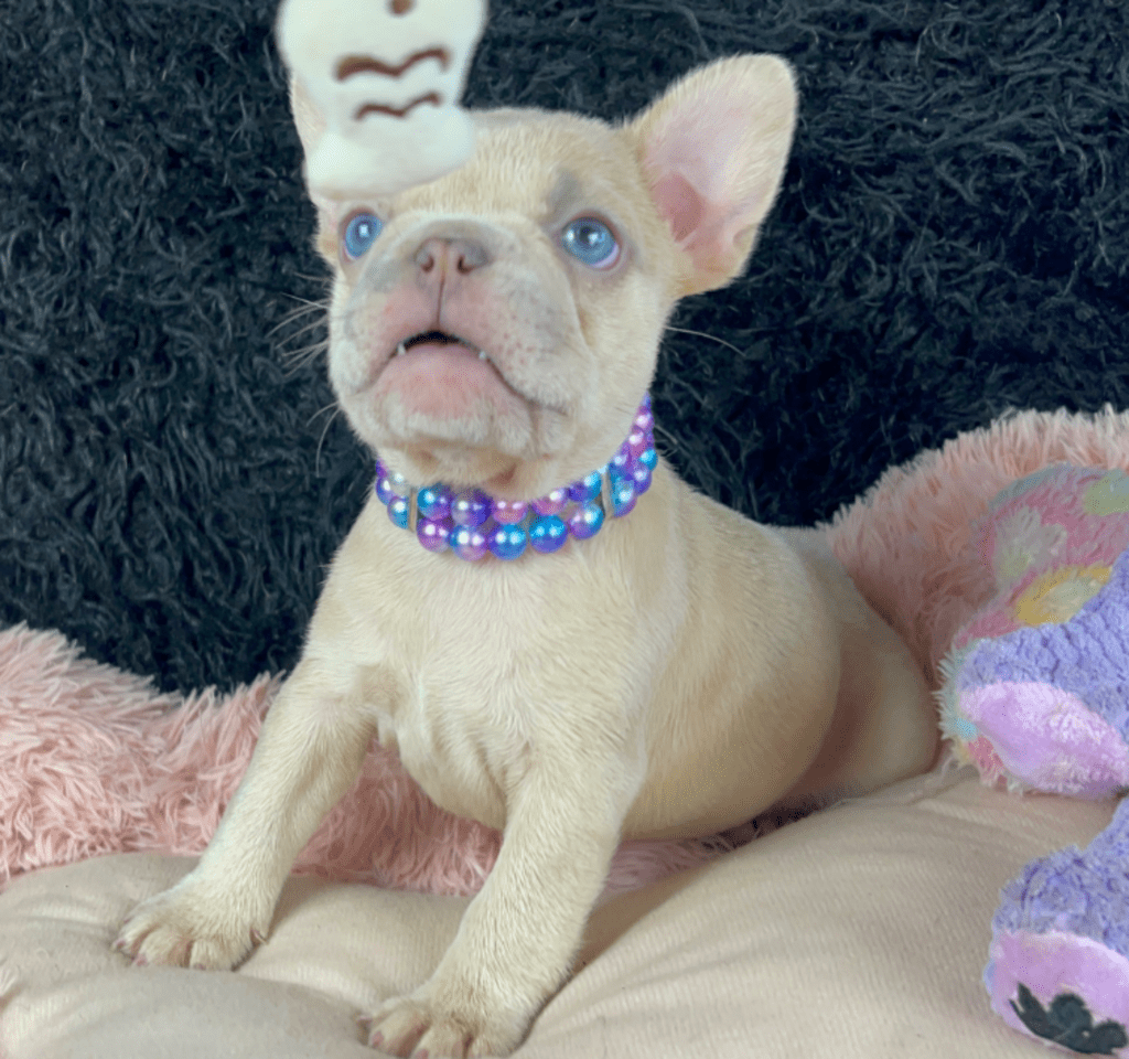 Savannah Lilac Fawn Merle French Bulldog Female | Born March 2nd 2023