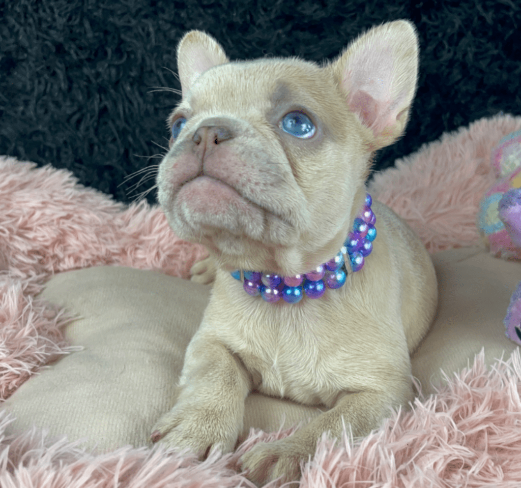 Savannah Lilac Fawn Merle French Bulldog Female | Born March 2nd 2023