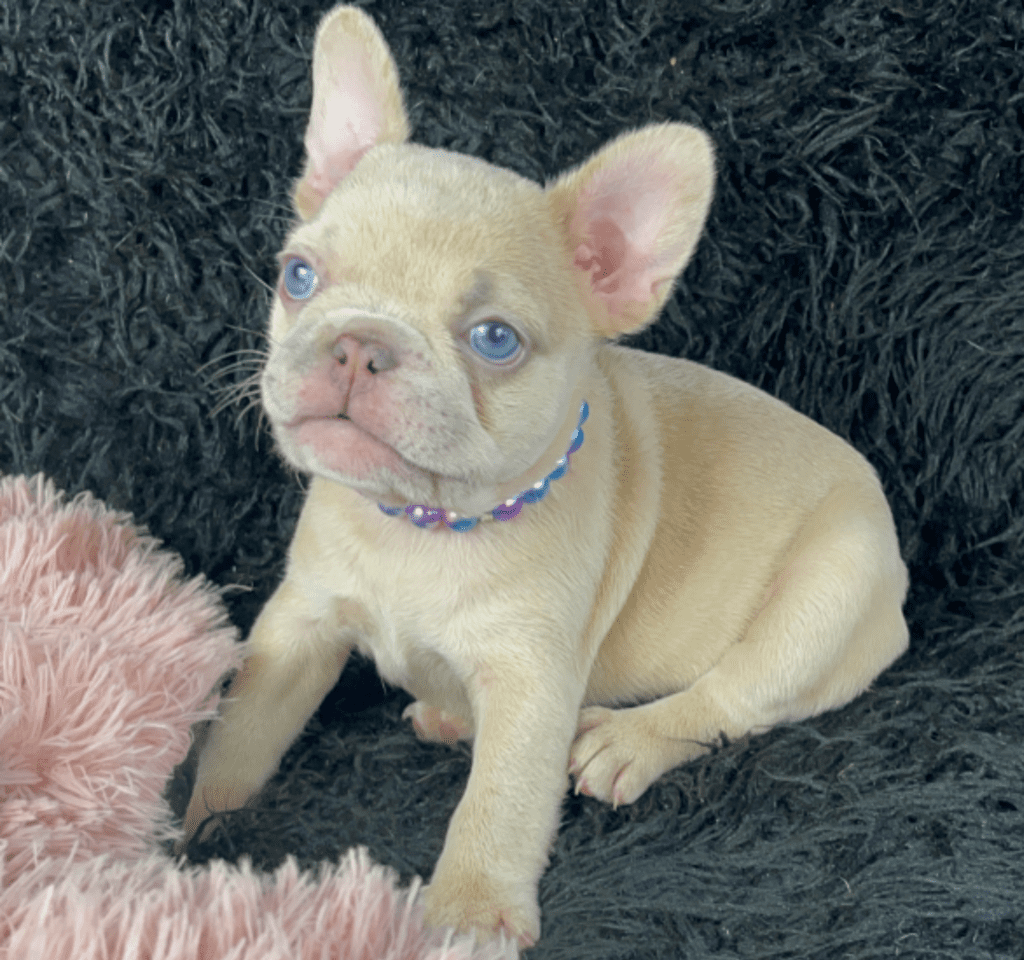 Savannah Lilac Fawn Merle French Bulldog Female | Born March 2nd 2023