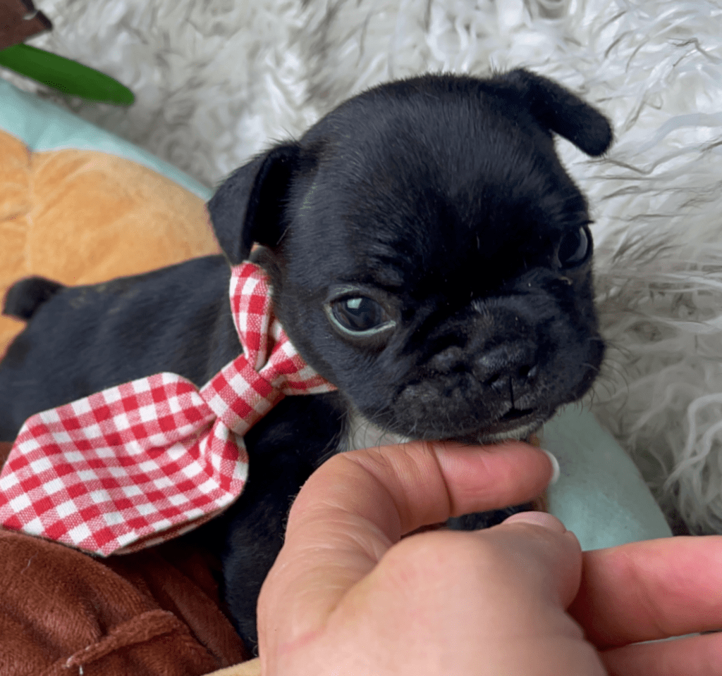 Charger | Brindle French Bulldog Male | Born 03/26/2023​