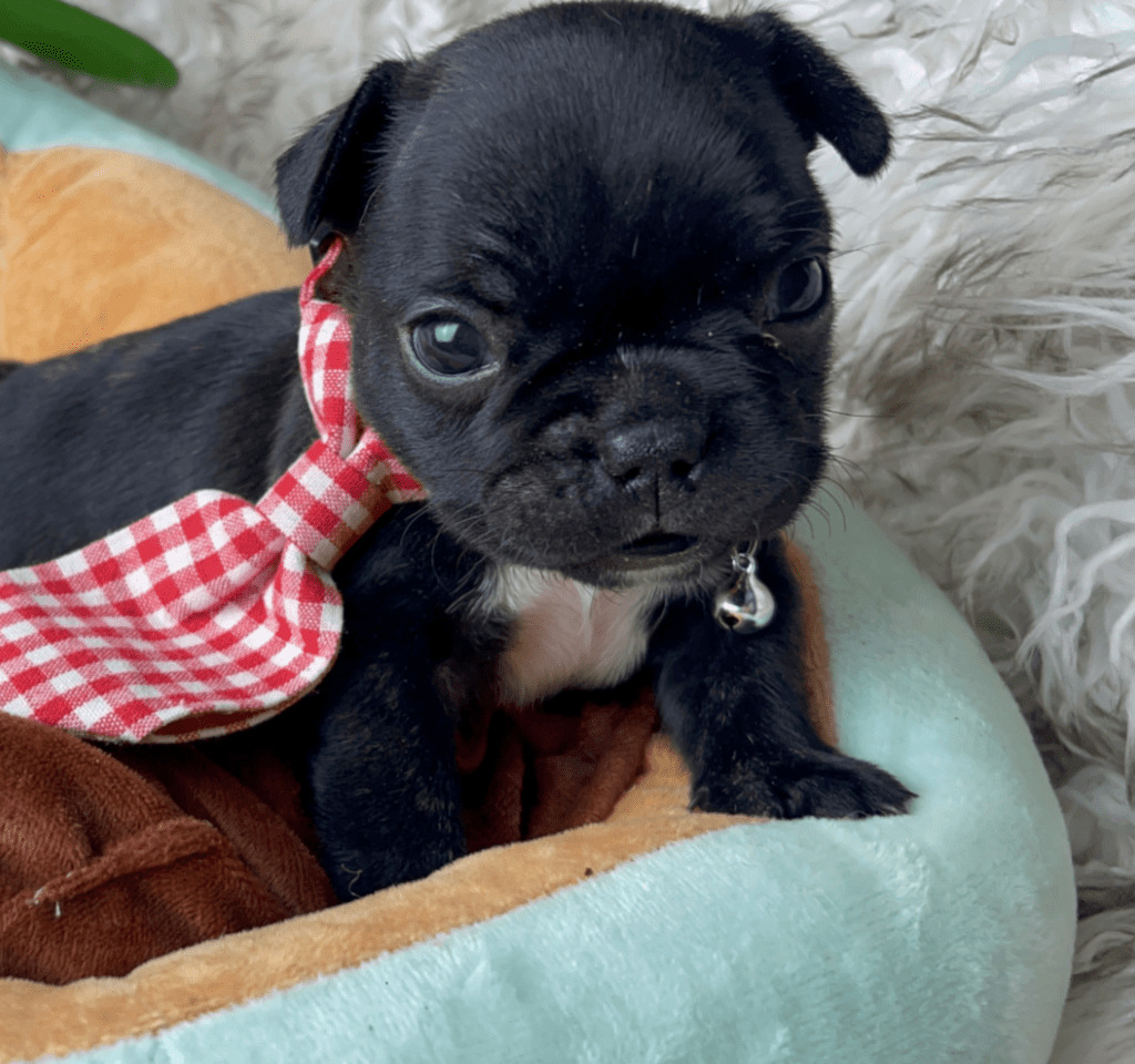 Charger | Brindle French Bulldog Male | Born 03/26/2023​