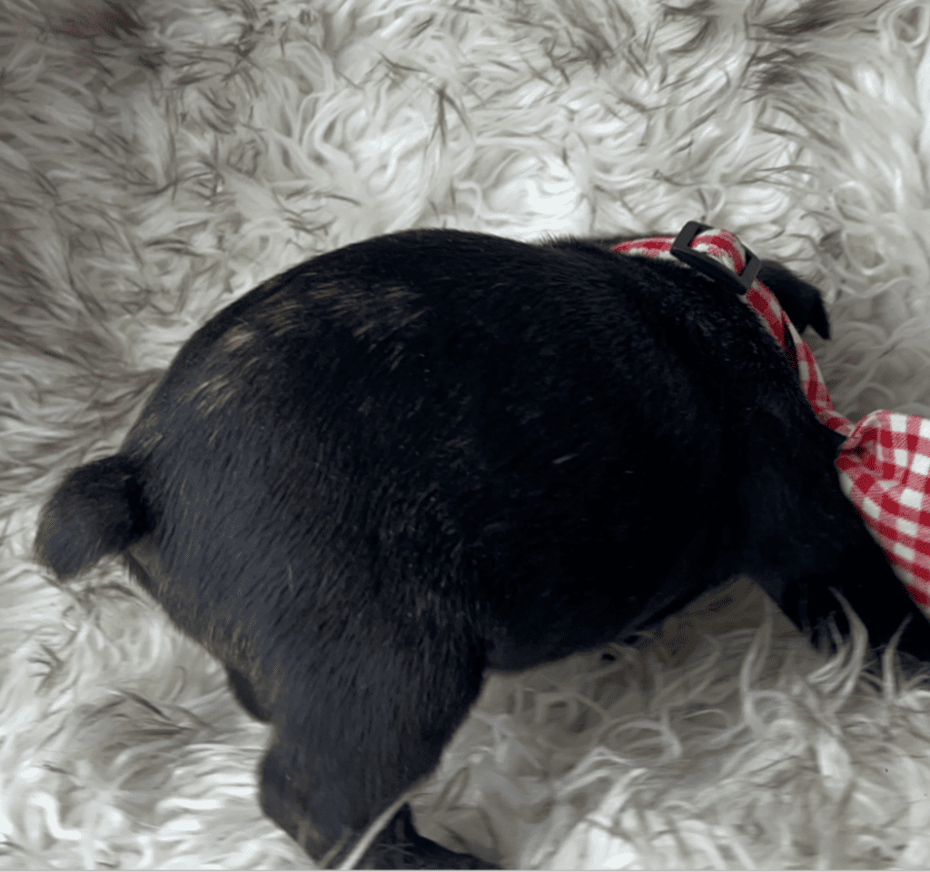 Charger | Brindle French Bulldog Male | Born 03/26/2023​