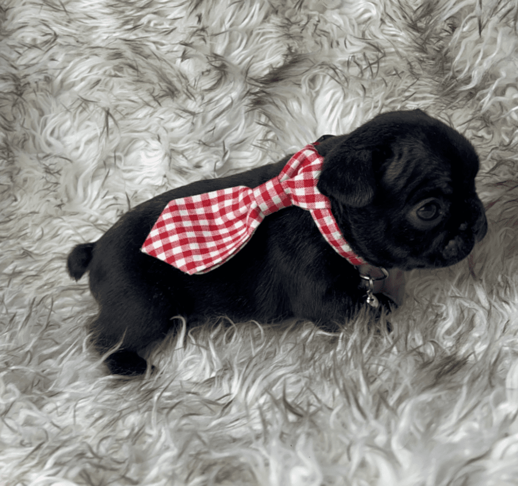 Charger | Brindle French Bulldog Male | Born 03/26/2023​