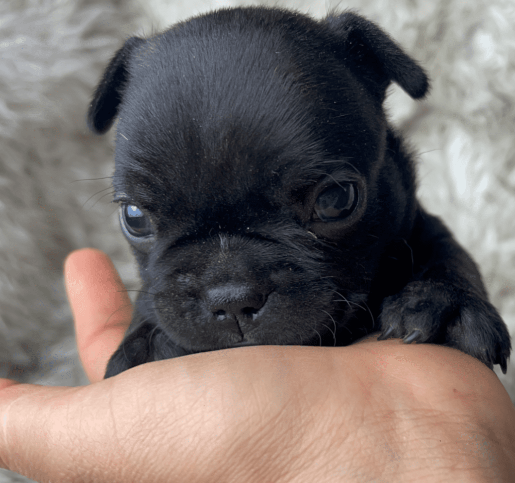 Charger | Brindle French Bulldog Male | Born 03/26/2023​