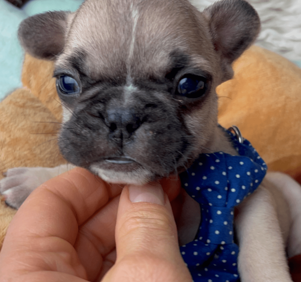 Champ | Fawn French Bulldog Male | Born 03/26/2023​