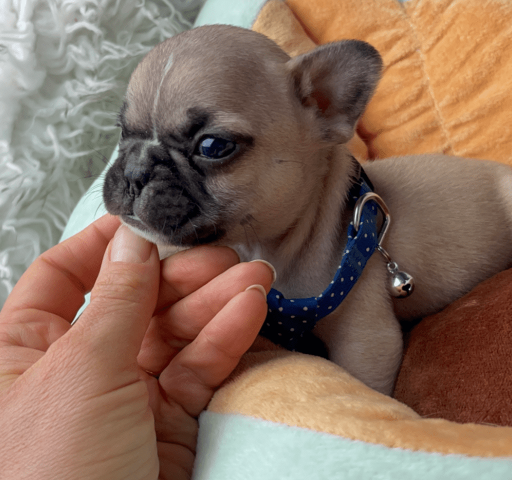 Champ | Fawn French Bulldog Male | Born 03/26/2023​