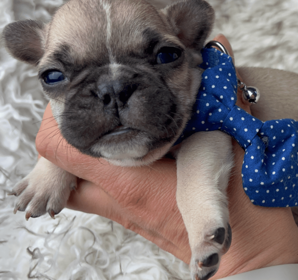 Champ | Fawn French Bulldog Male | Born 03/26/2023​
