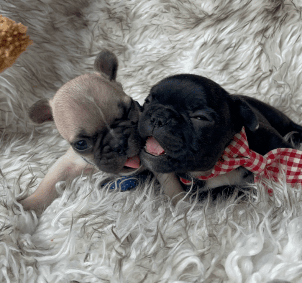 Champ | Fawn French Bulldog Male | Born 03/26/2023​