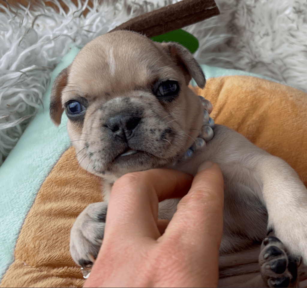 Cookie | Fawn Merle French Bulldog Female | Born 03/26/2023​