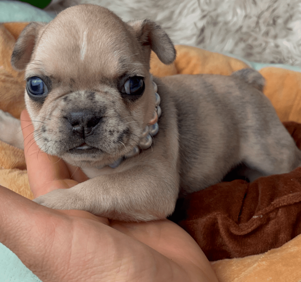 Cookie | Fawn Merle French Bulldog Female | Born 03/26/2023​
