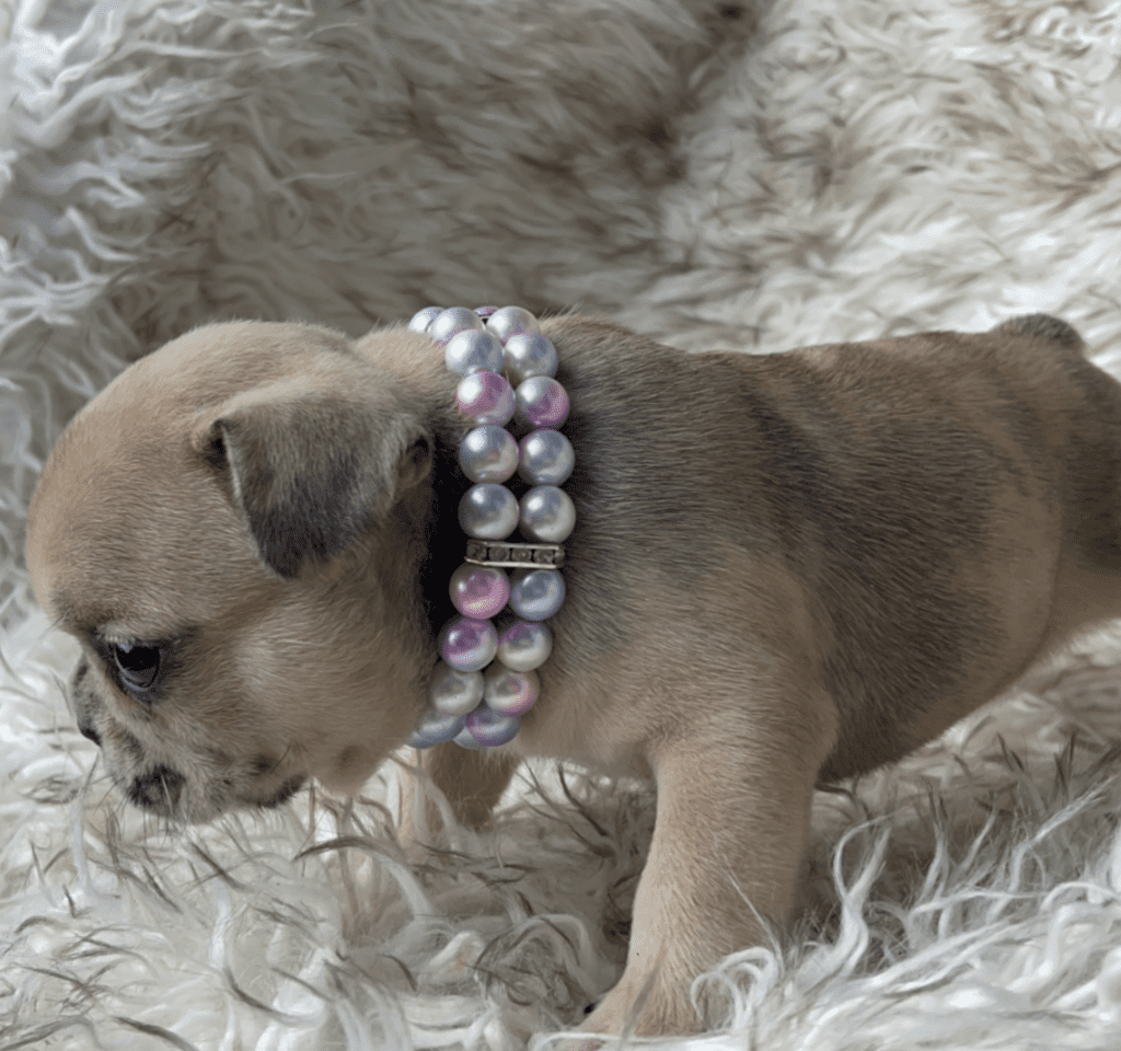 Cookie | Fawn Merle French Bulldog Female | Born 03/26/2023​