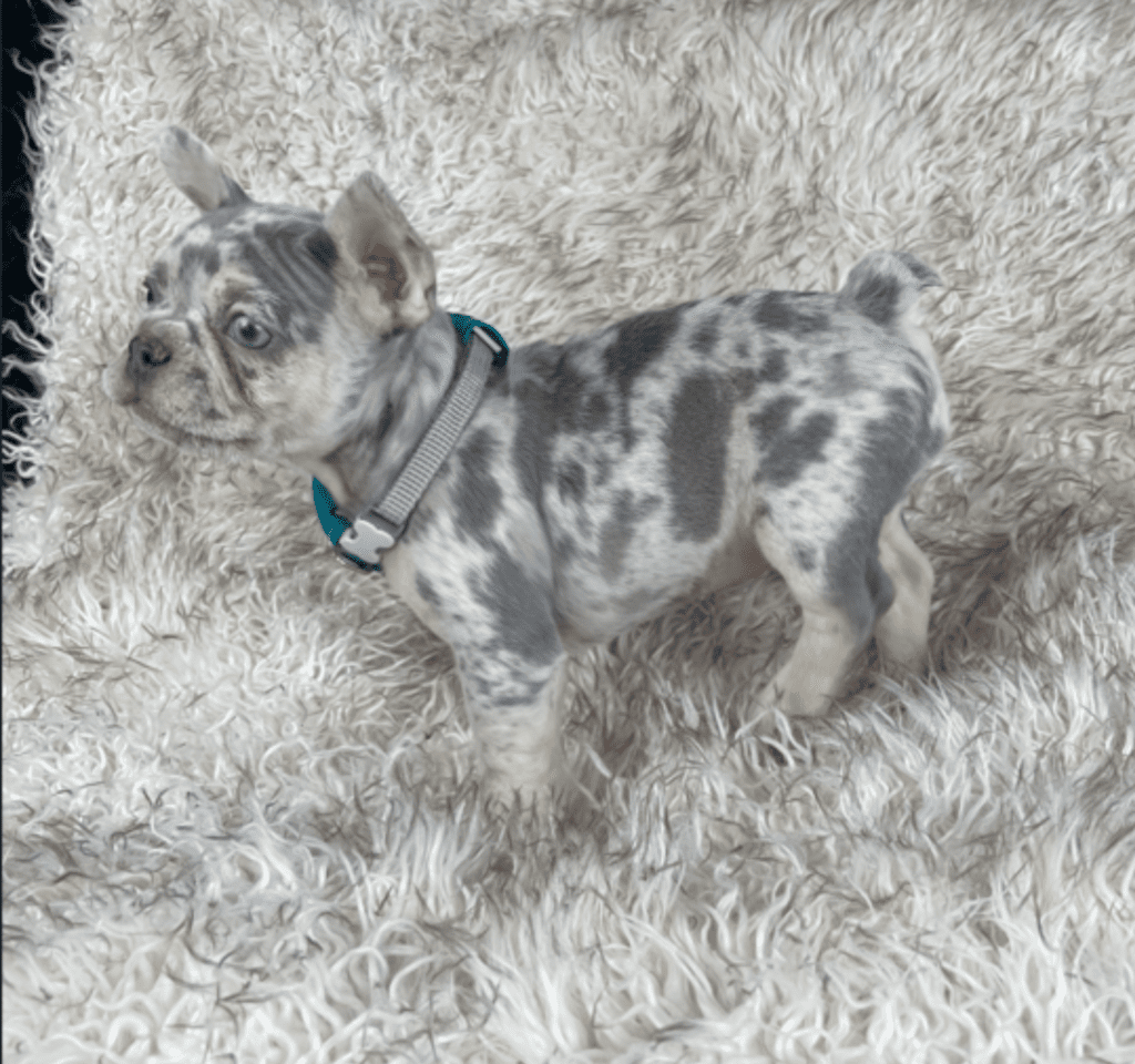 Vegas Lilac Merle and Tan French Bulldog Male | Ready May 16th
