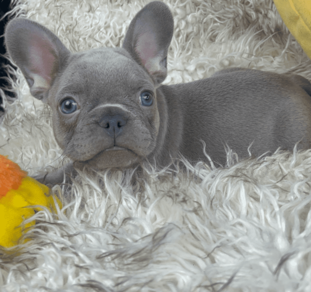 Vienna Lilac French Bulldog Female | Ready May 16th