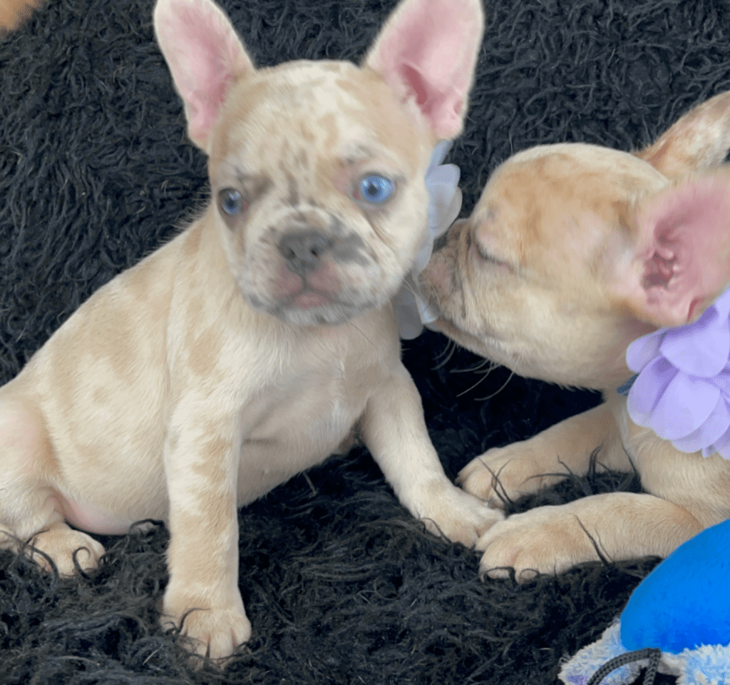 Ren | Lilac Fawn Merle French Bulldog Female | Born February 27th 2023