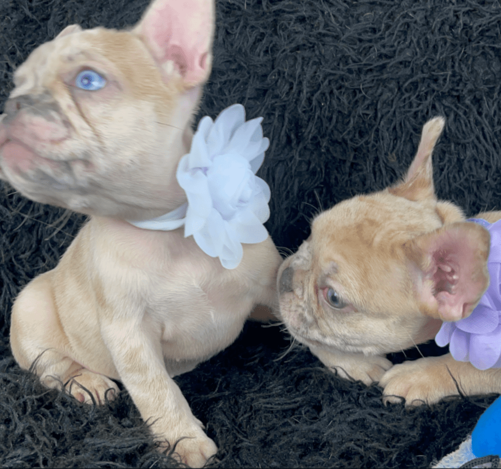 Ren | Lilac Fawn Merle French Bulldog Female | Born February 27th 2023