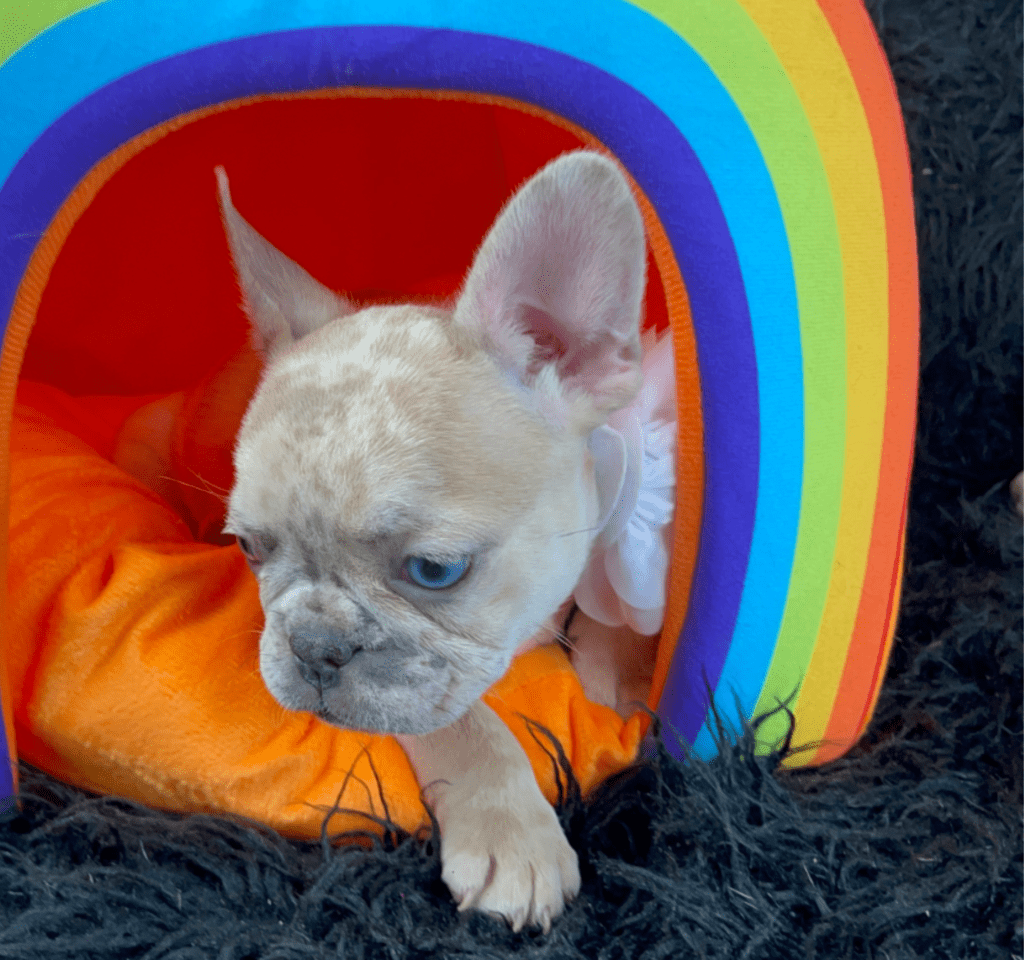 Raleigh | Lilac Fawn Merle French Bulldog Female | Born February 27th 2023