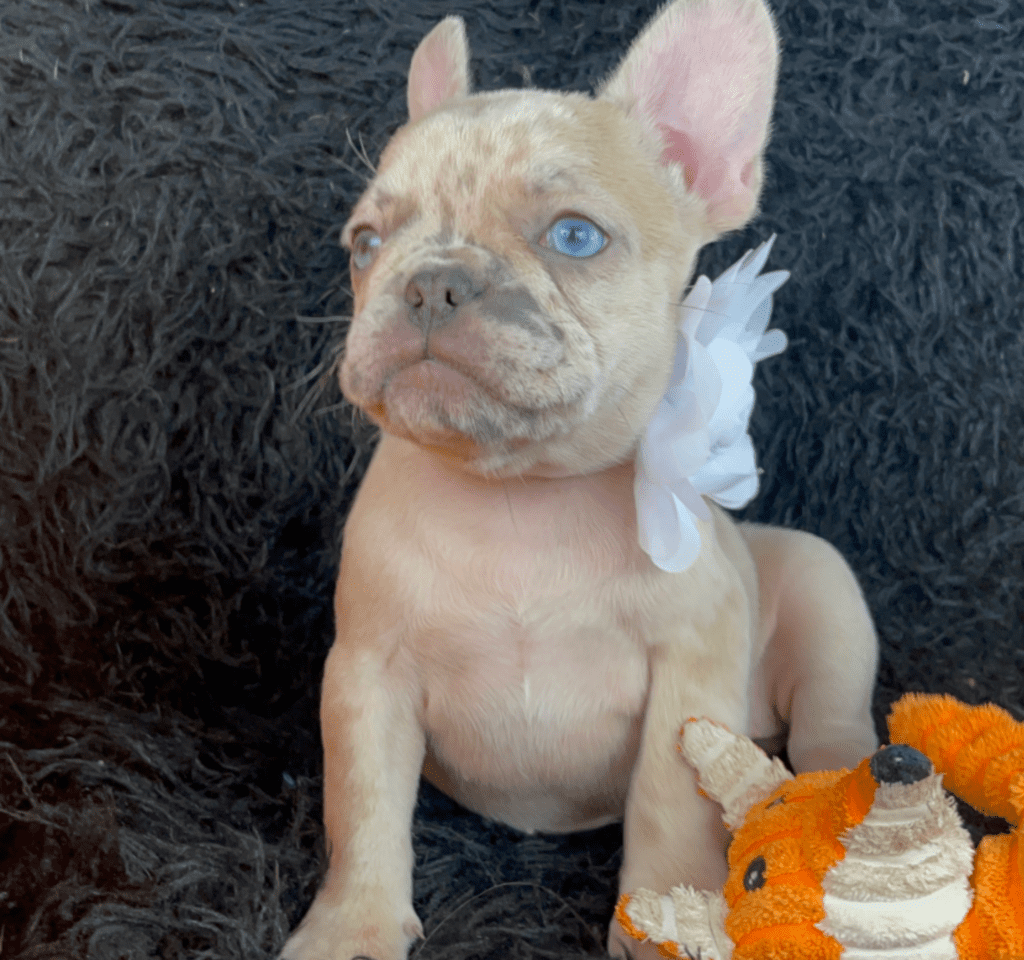 Raleigh | Lilac Fawn Merle French Bulldog Female | Born February 27th 2023