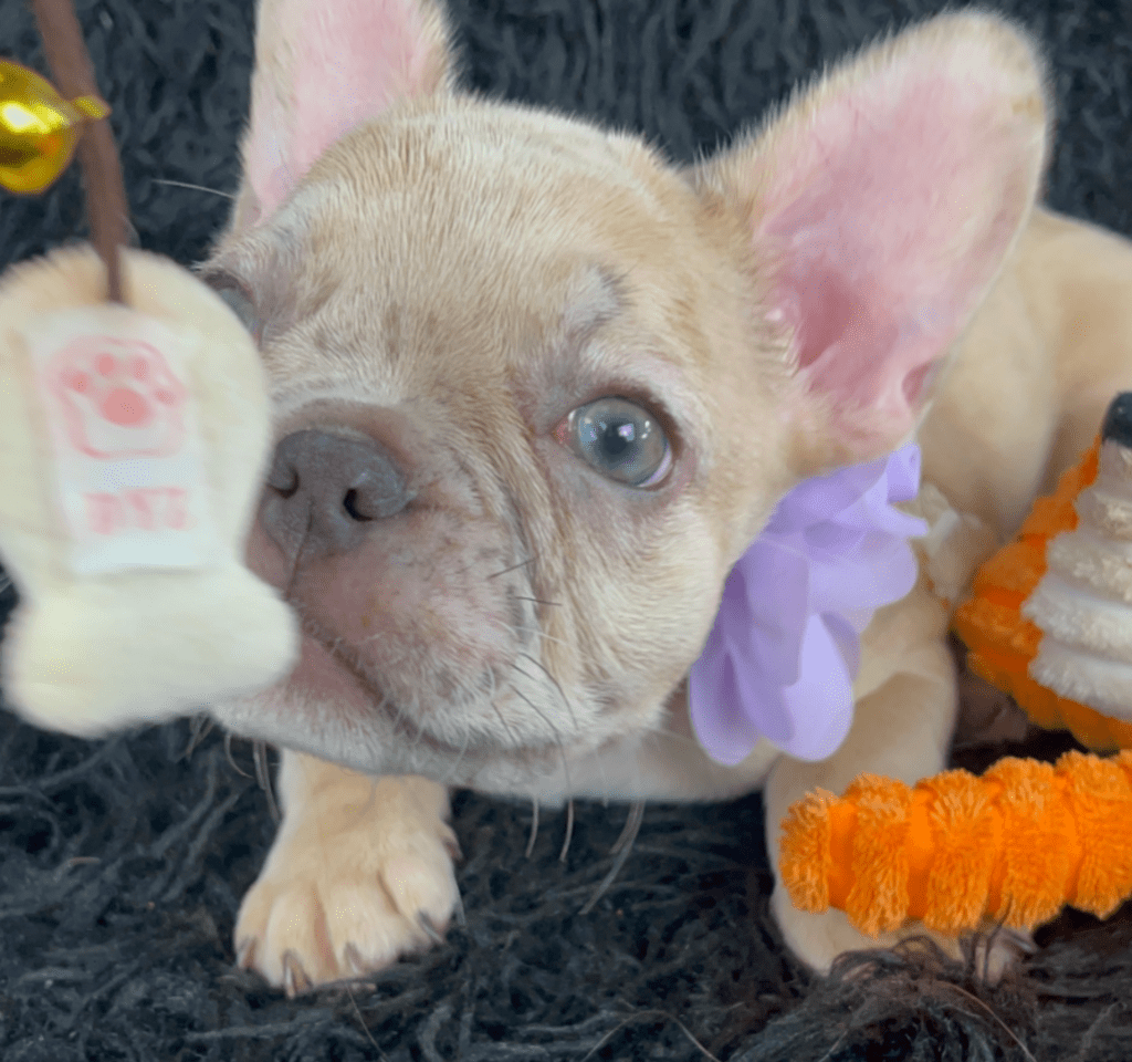 Ren | Lilac Fawn Merle French Bulldog Female | Born February 27th 2023
