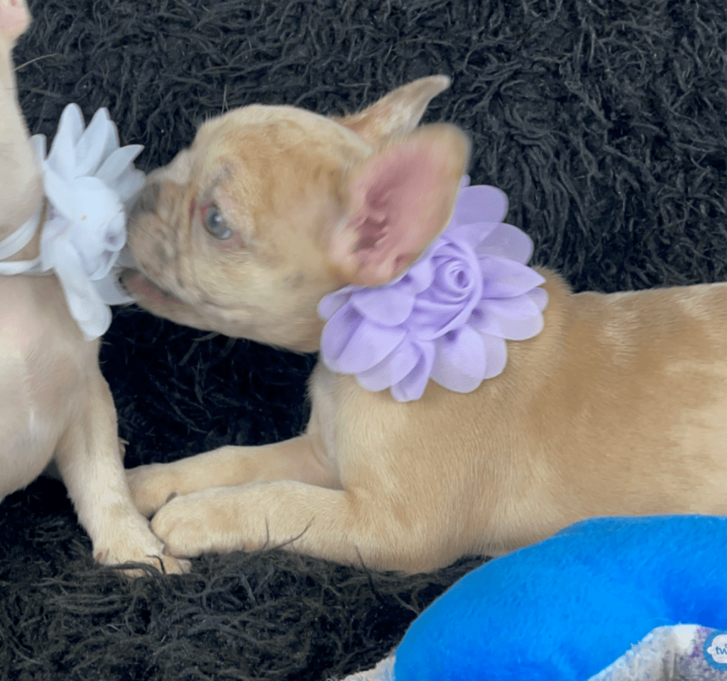 Ren | Lilac Fawn Merle French Bulldog Female | Born February 27th 2023