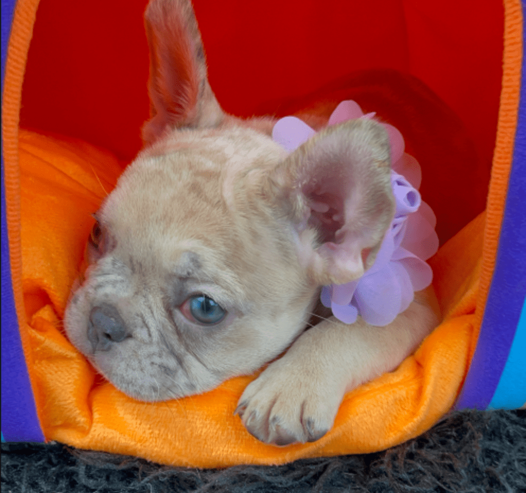 Ren | Lilac Fawn Merle French Bulldog Female | Born February 27th 2023