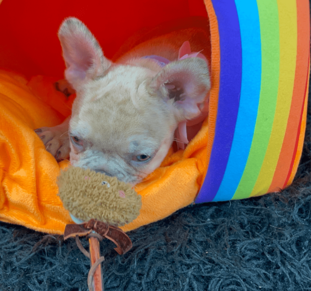 Ren | Lilac Fawn Merle French Bulldog Female | Born February 27th 2023