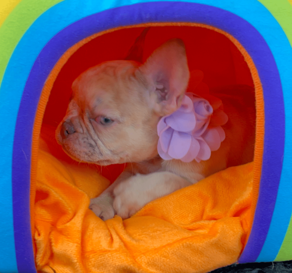 Ren | Lilac Fawn Merle French Bulldog Female | Born February 27th 2023