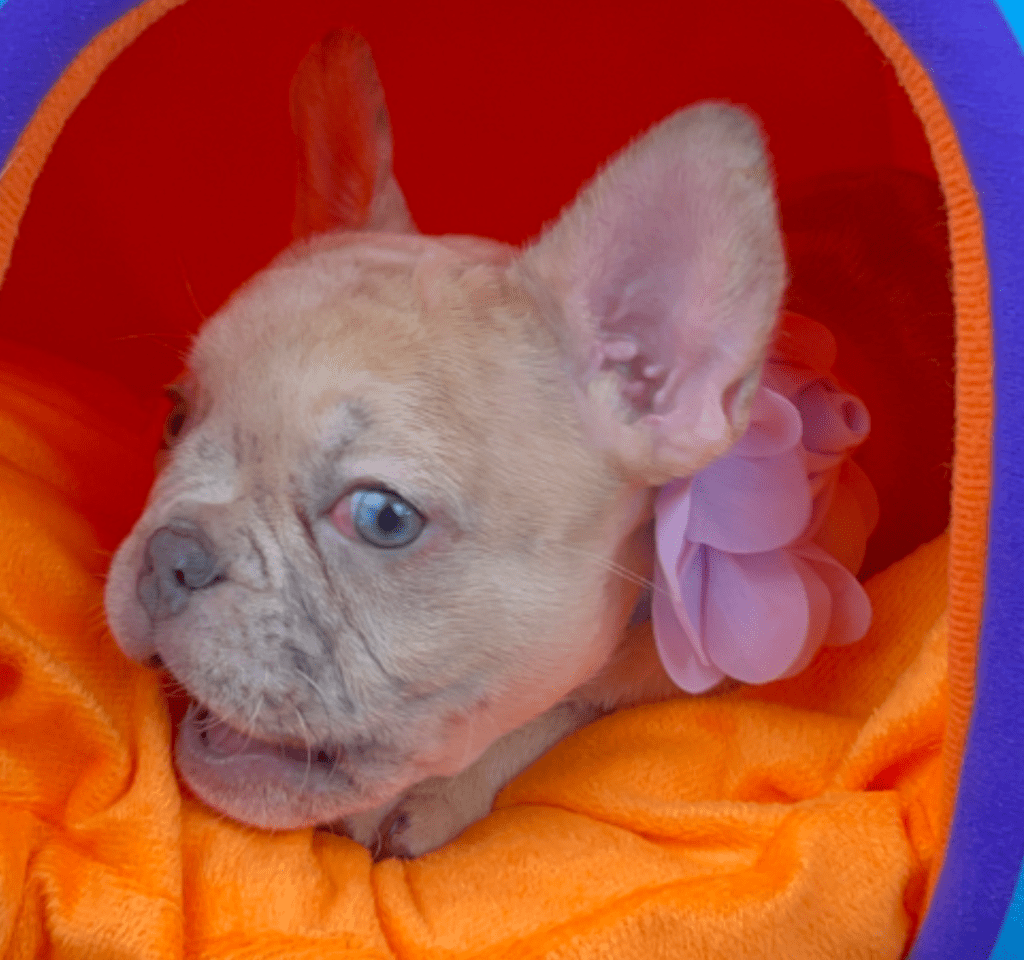 Ren | Lilac Fawn Merle French Bulldog Female | Born February 27th 2023