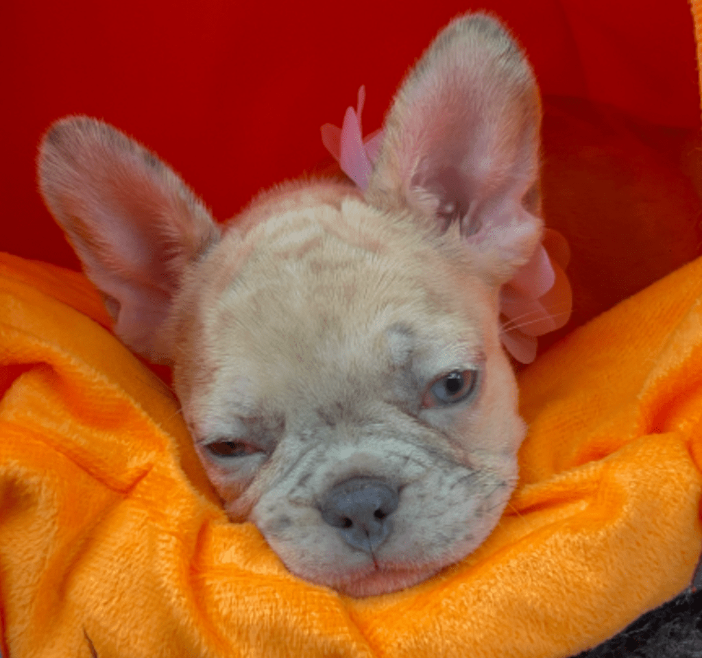 Ren | Lilac Fawn Merle French Bulldog Female | Born February 27th 2023