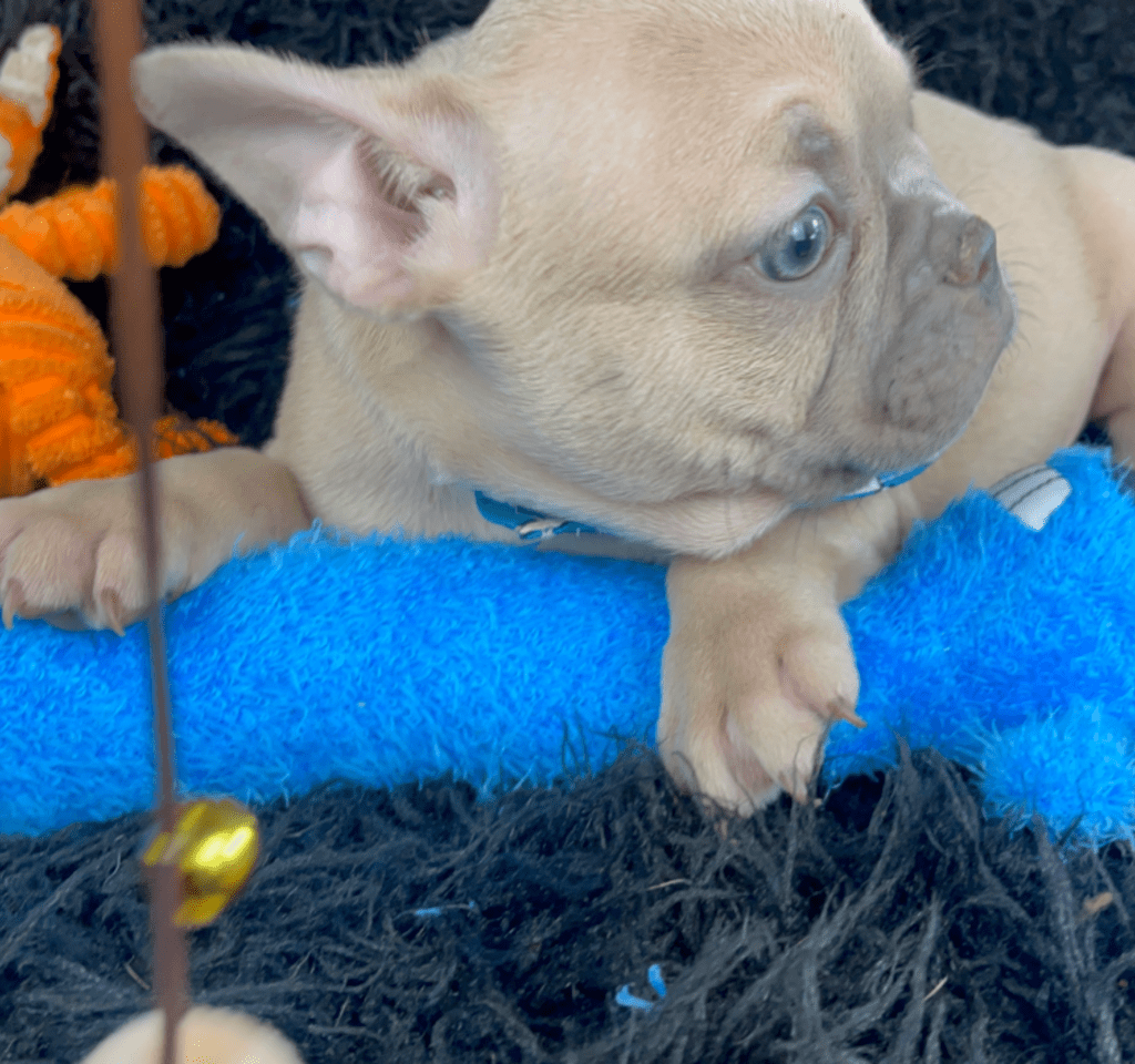 Rush | Lilac Fawn French Bulldog Male | Born February 27th 2023 |