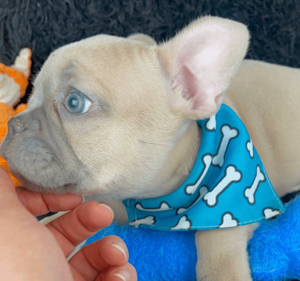 Rush | Lilac Fawn French Bulldog Male | Born February 27th 2023 |