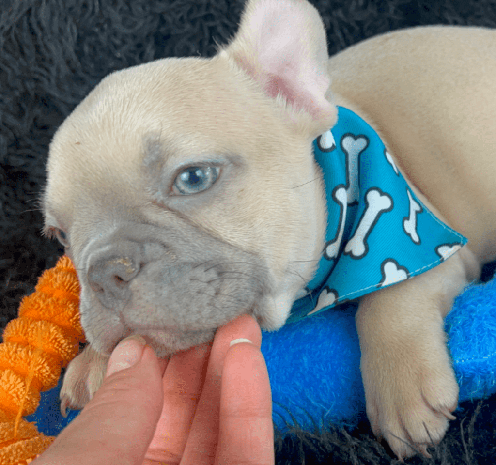 Rush | Lilac Fawn French Bulldog Male | Born February 27th 2023 |