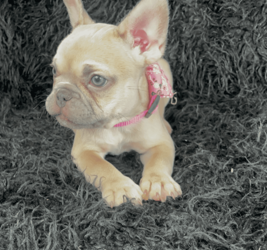 Rishi | Lilac Fawn French Bulldog Female | Born February 27th 2023