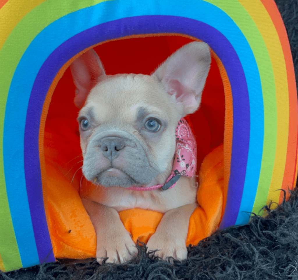 Rishi | Lilac Fawn French Bulldog Female | Born February 27th 2023