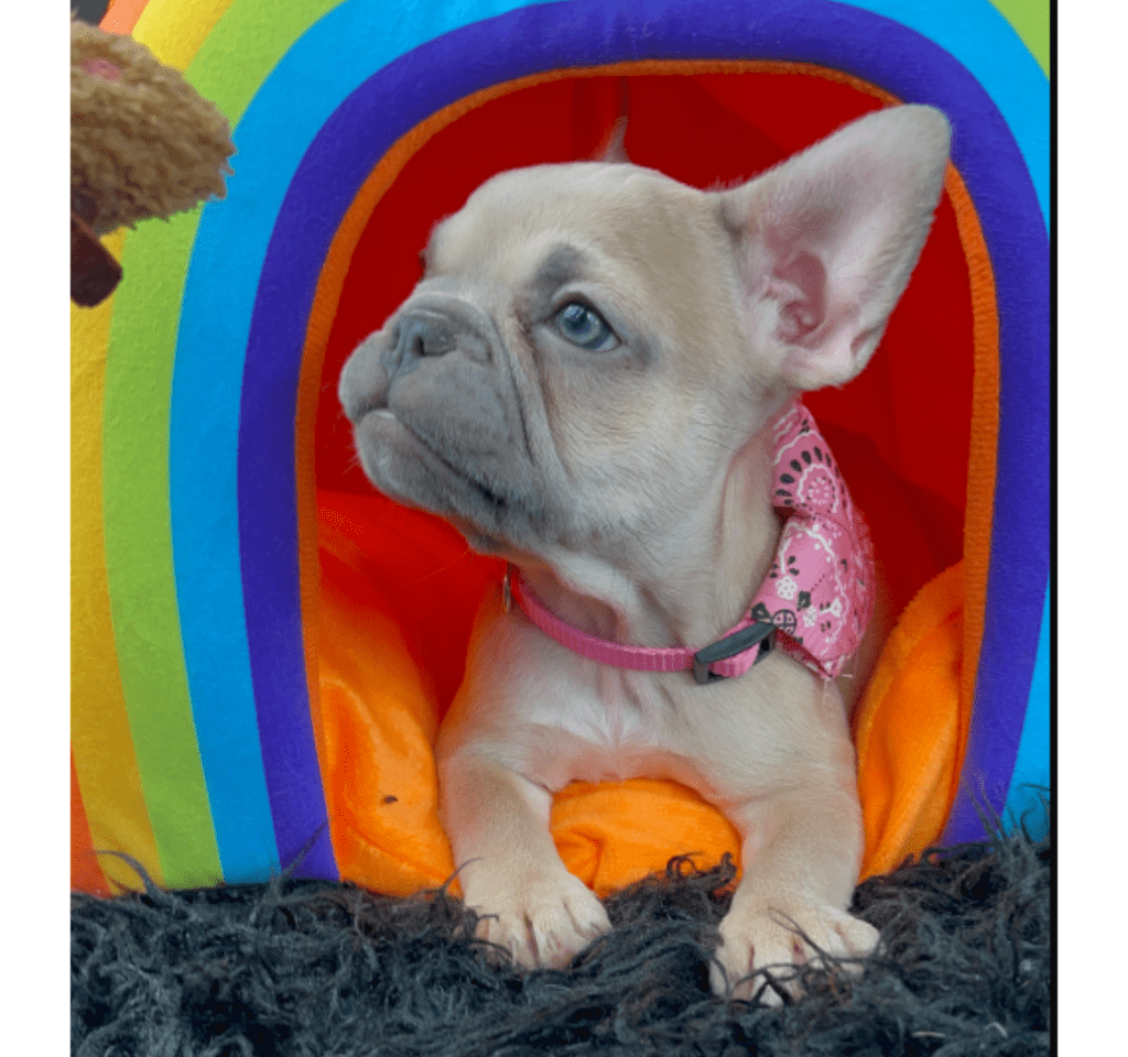 Rishi | Lilac Fawn French Bulldog Female | Born February 27th 2023